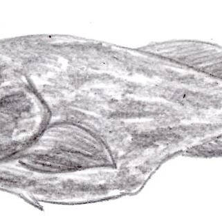 ニュウドウカジカ にゅうどうかじか とは ピクシブ百科事典