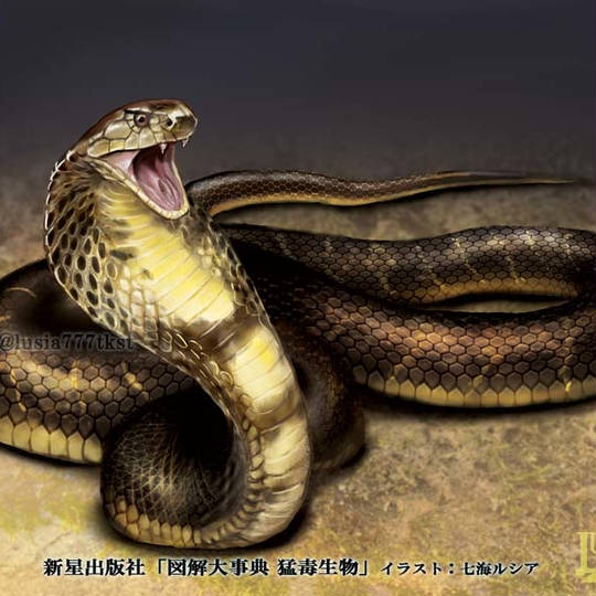 DM24-EX3/SP4/R/忍蛇の聖沌 c0br4【金トレジャー】 | デュエル