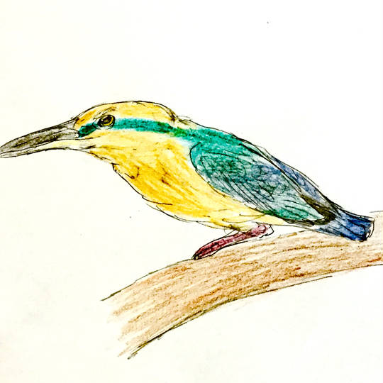 ミヤコショウビン (まぼろしのかわせみ)とは【ピクシブ百科事典】