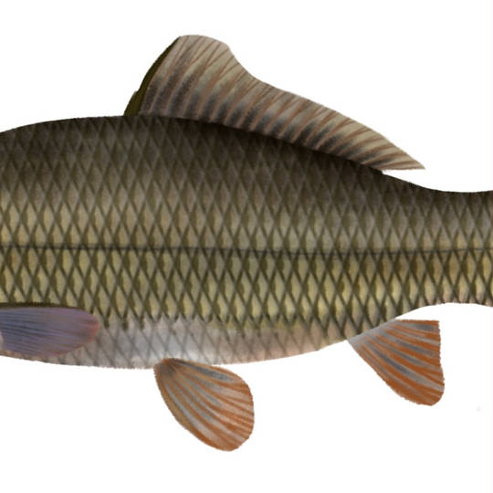 鯉 こい とは ピクシブ百科事典