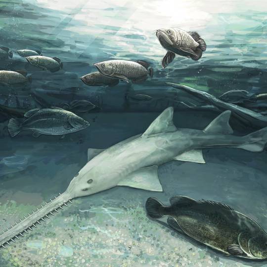 ノコギリザメ イラスト