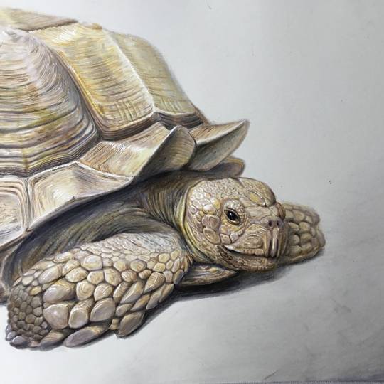 りくがめ ケヅメリクガメ - Wikipedia