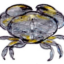 オウギガニ おうぎがに とは ピクシブ百科事典