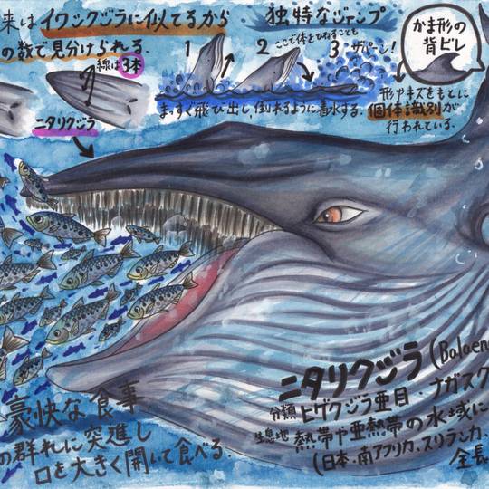 ニタリクジラ にたりくじら とは ピクシブ百科事典