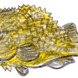 コンペイトウ 魚 こんぺいとう とは ピクシブ百科事典