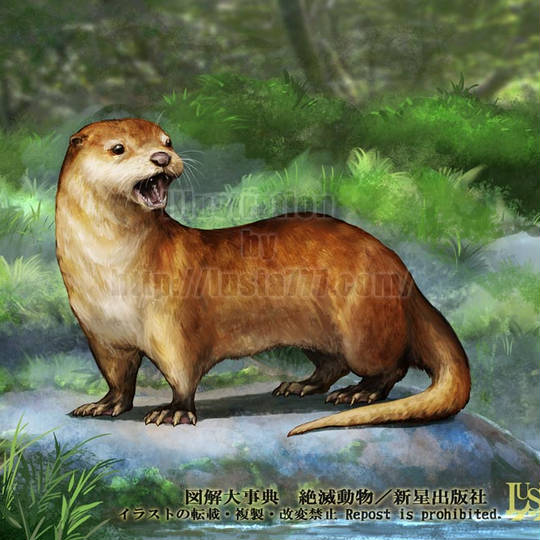 ニホンカワウソ (にほんかわうそ)とは【ピクシブ百科事典】