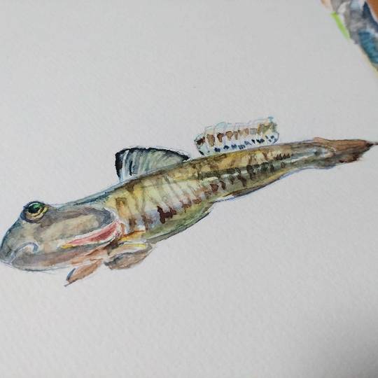 トビハゼ (とびはぜ)とは【ピクシブ百科事典】