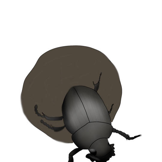 フンコロガシ (ふんころがし)とは【ピクシブ百科事典】