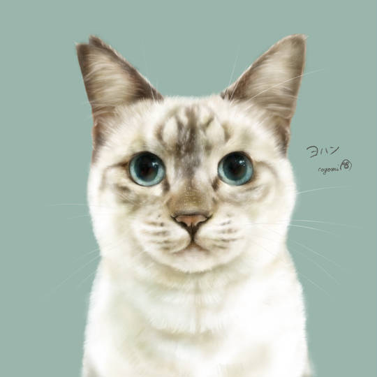 地域猫 (ちいきねこ)とは【ピクシブ百科事典】