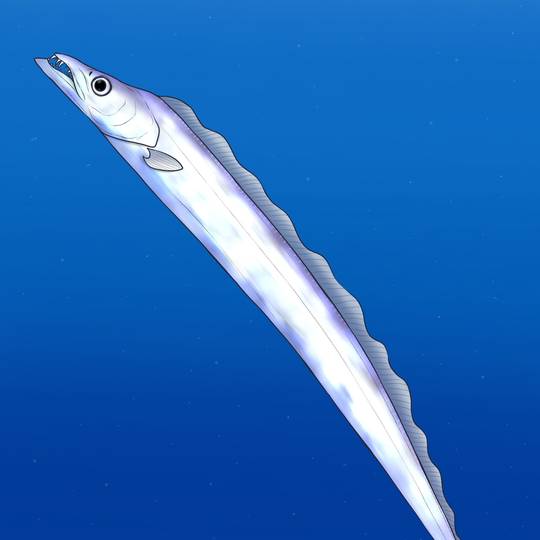 太刀魚 (たちうお)とは【ピクシブ百科事典】